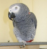 talkative african grey parrots for adoption